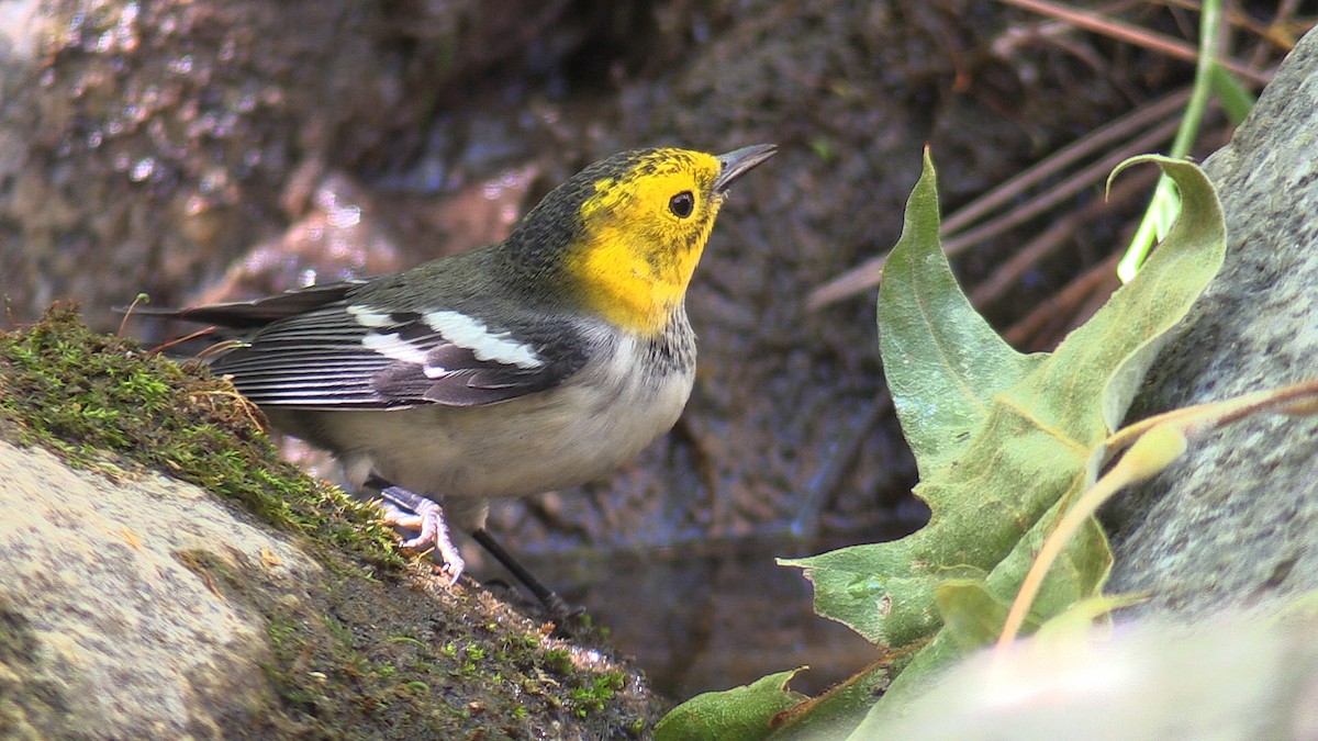 Hermit Warbler - Fred Tilly