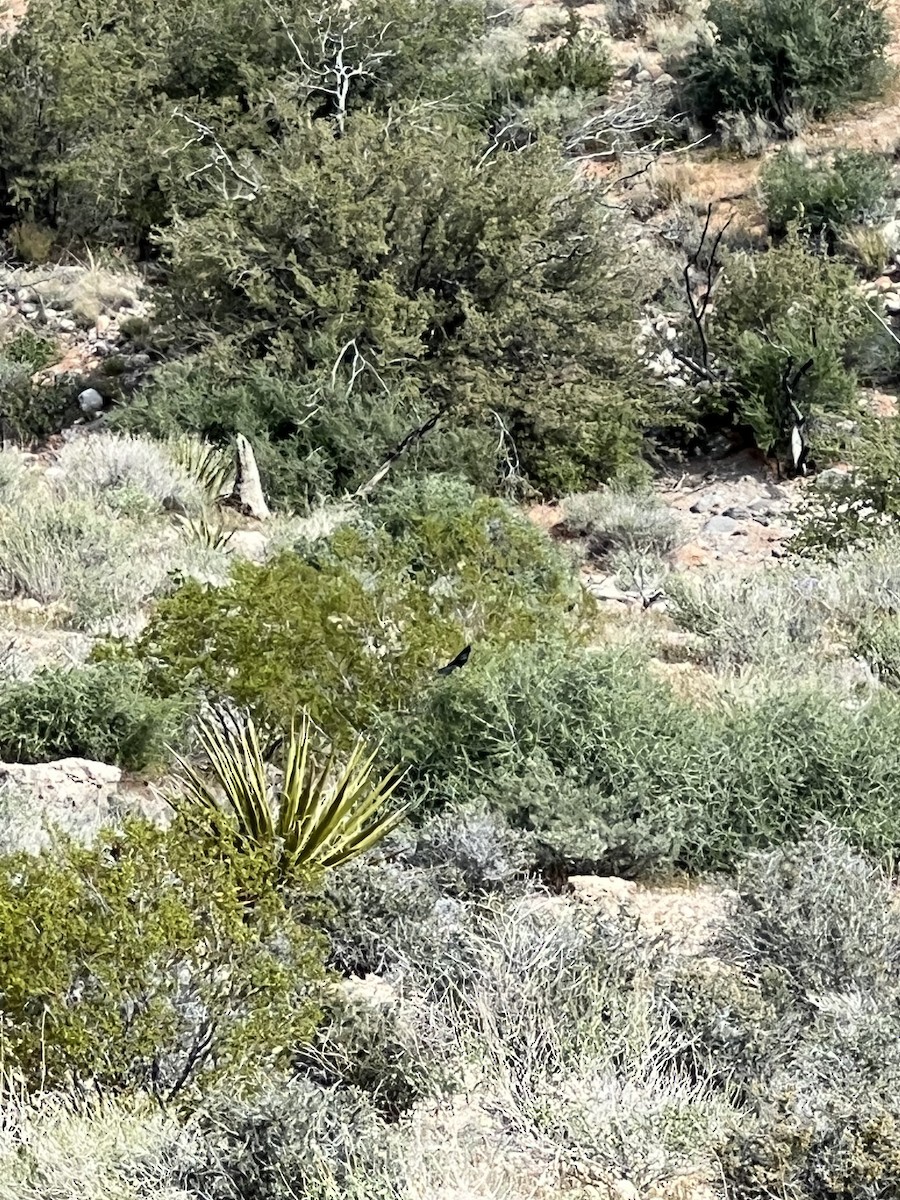 Phainopepla - ML569642181