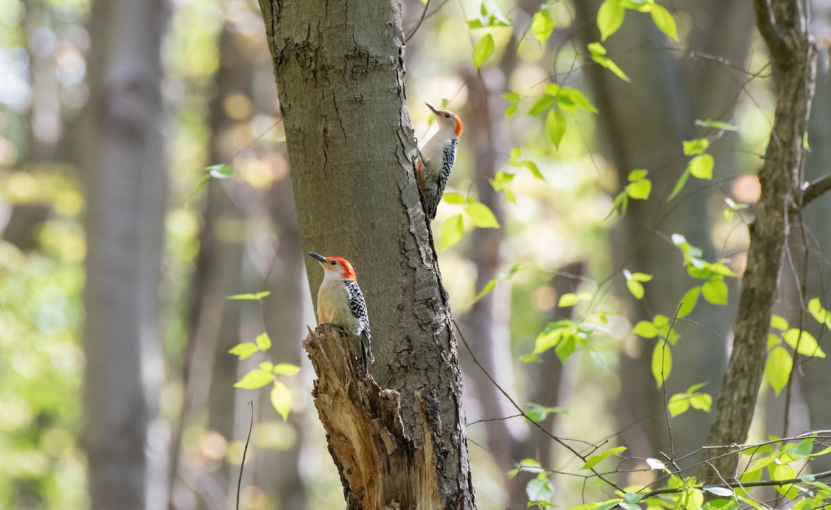 Red-bellied Woodpecker - Mike Good