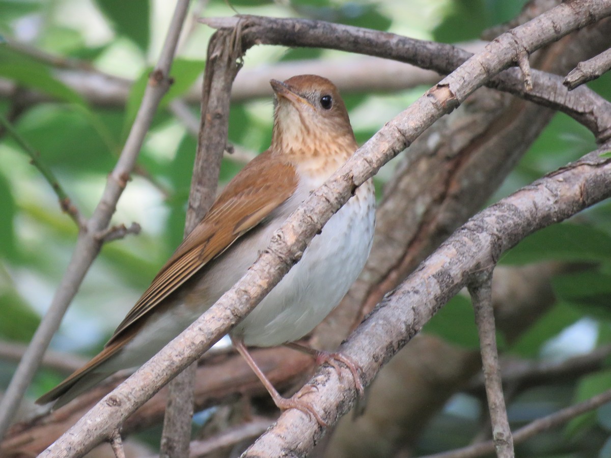 Veery - ML569643351