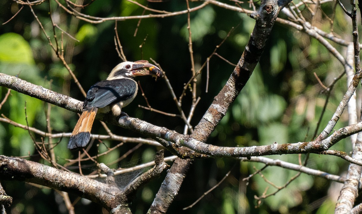 Mindanao Hornbill - ML569643391