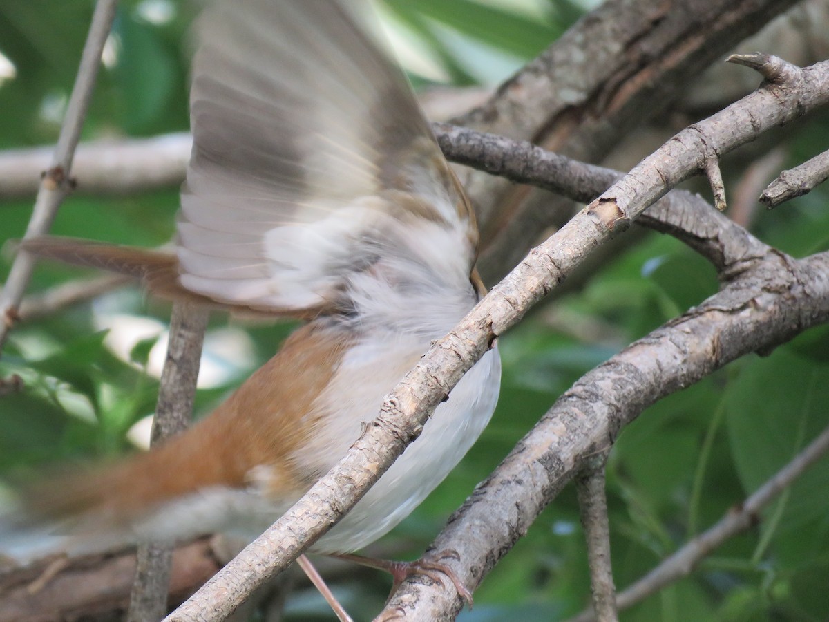 Veery - ML569643841
