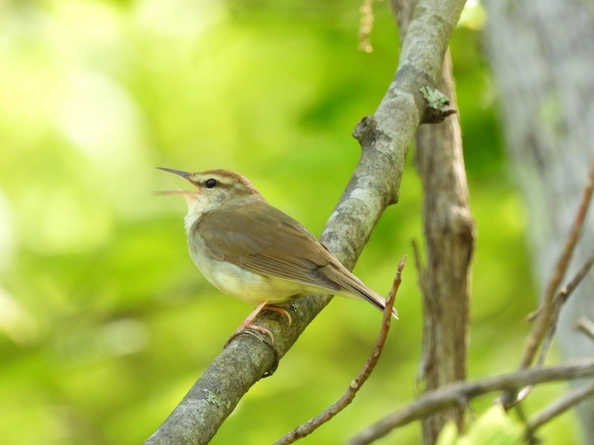 Swainson's Warbler - ML569643901