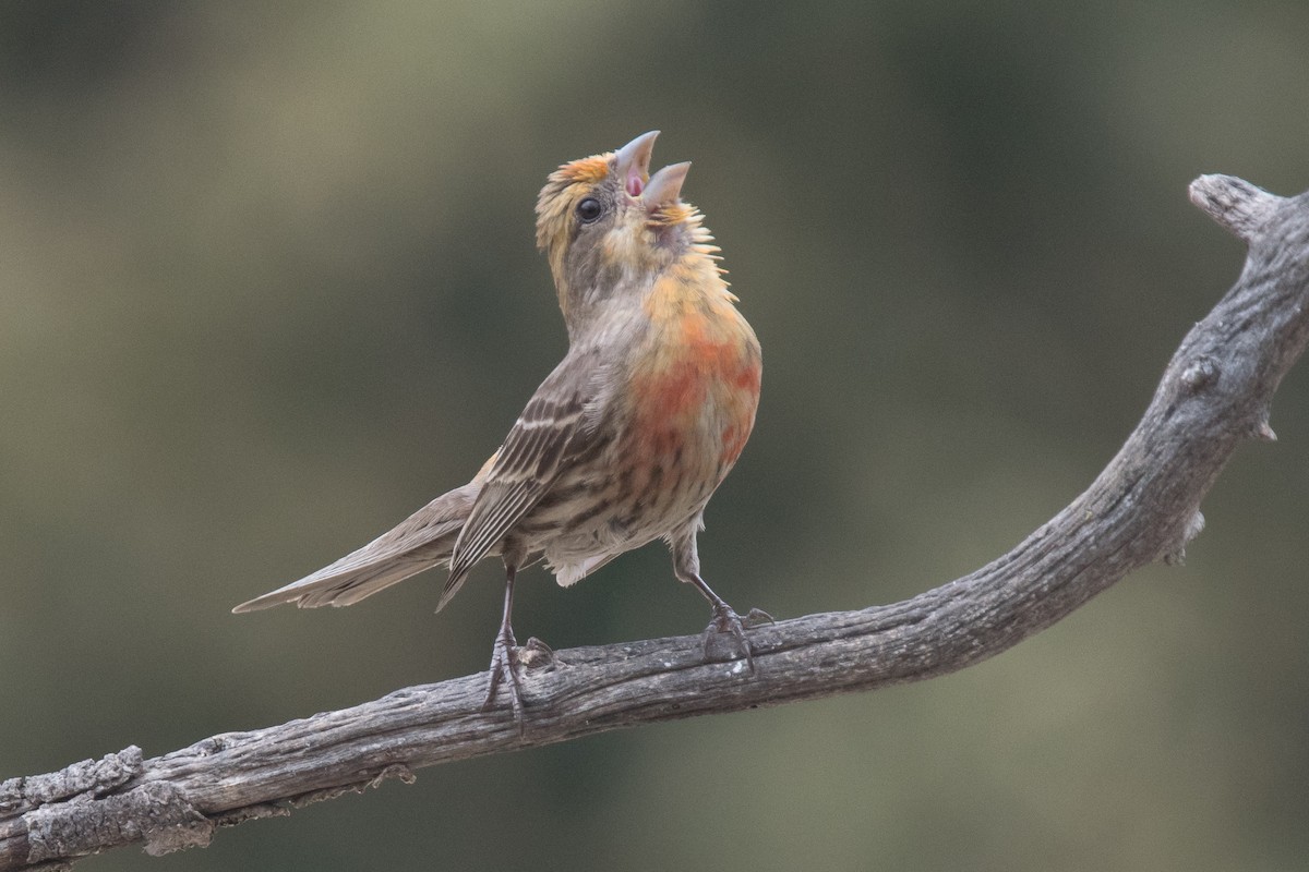 House Finch - ML56964481