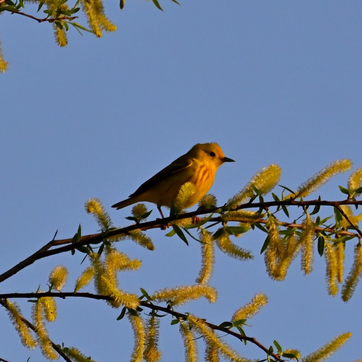 Yellow Warbler - ML569645881