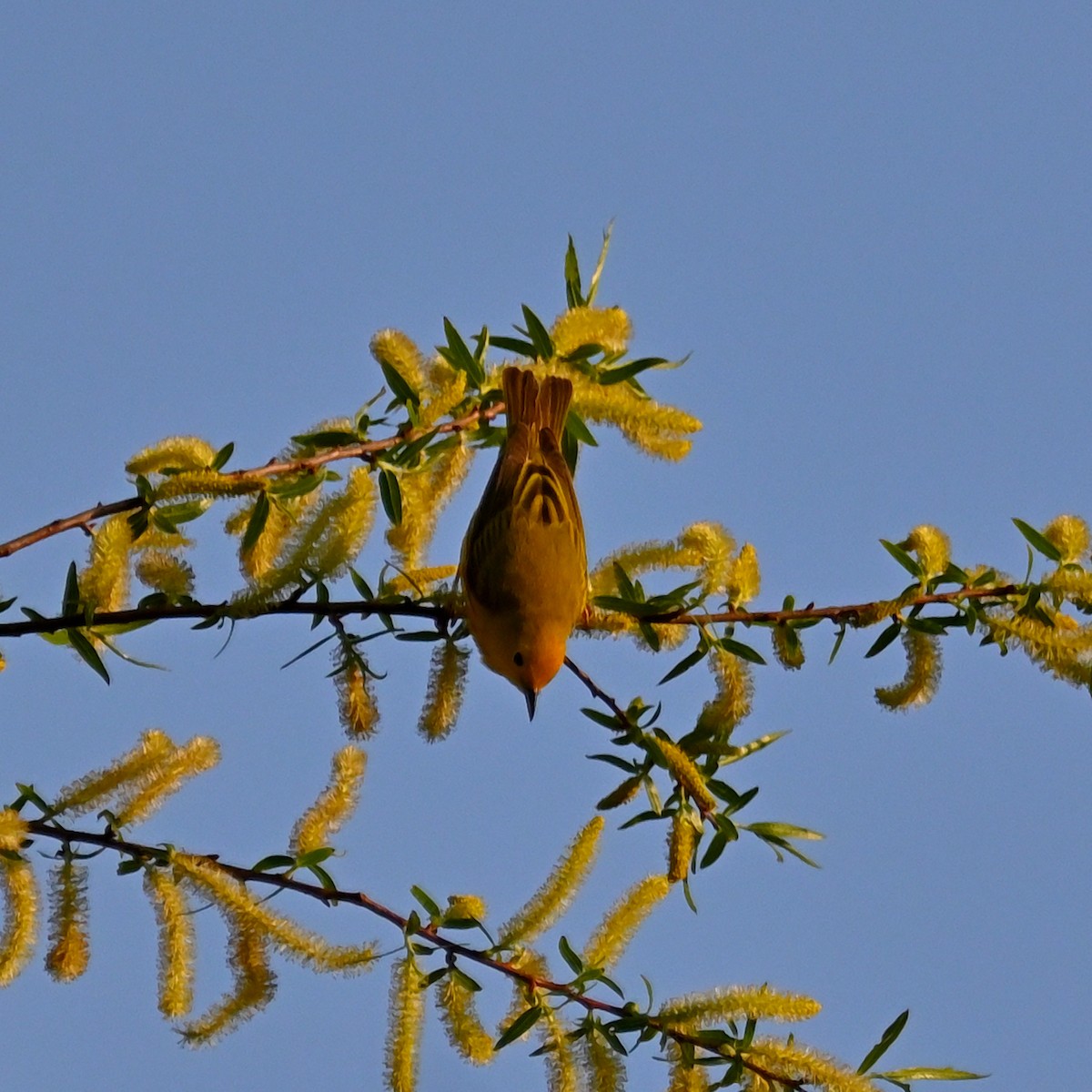 Yellow Warbler - ML569645891