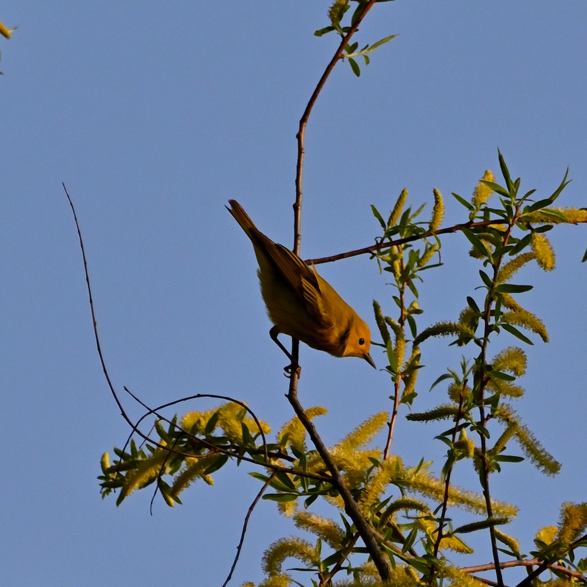 Yellow Warbler - ML569645901