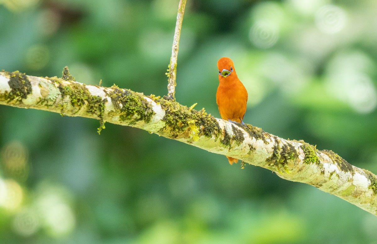 Rufous Paradise-Flycatcher (Southern) - ML569645941