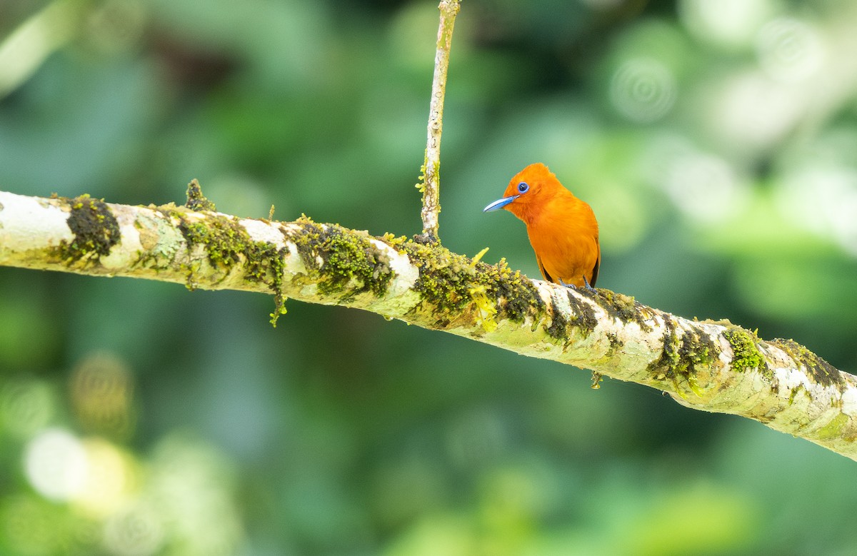 Rufous Paradise-Flycatcher (Southern) - ML569645971