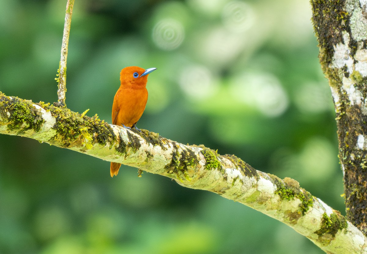 Rufous Paradise-Flycatcher (Southern) - ML569645981