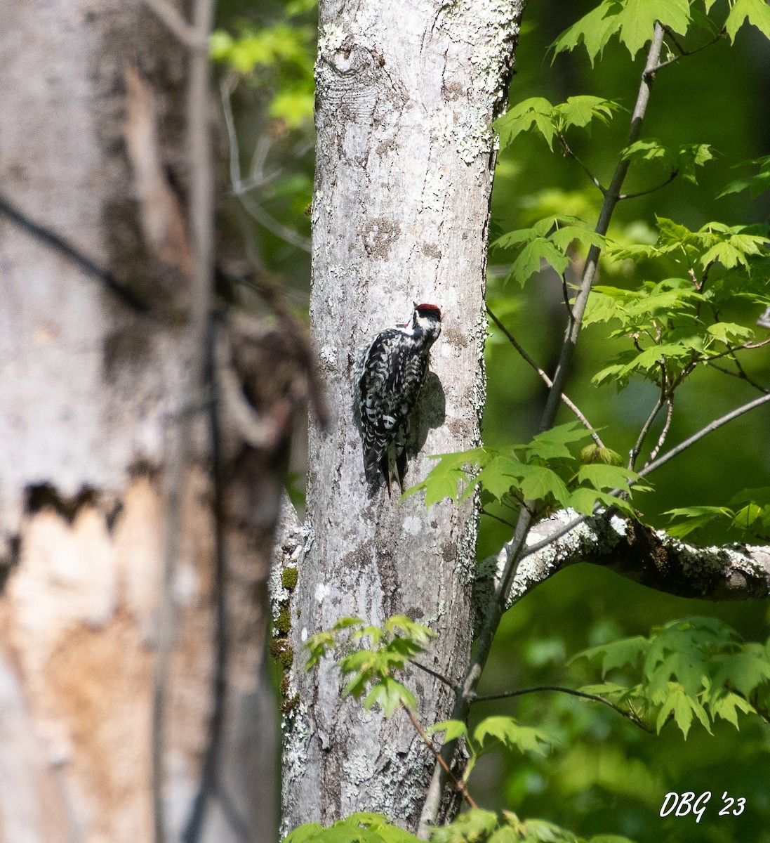 Yellow-bellied Sapsucker - ML569646391