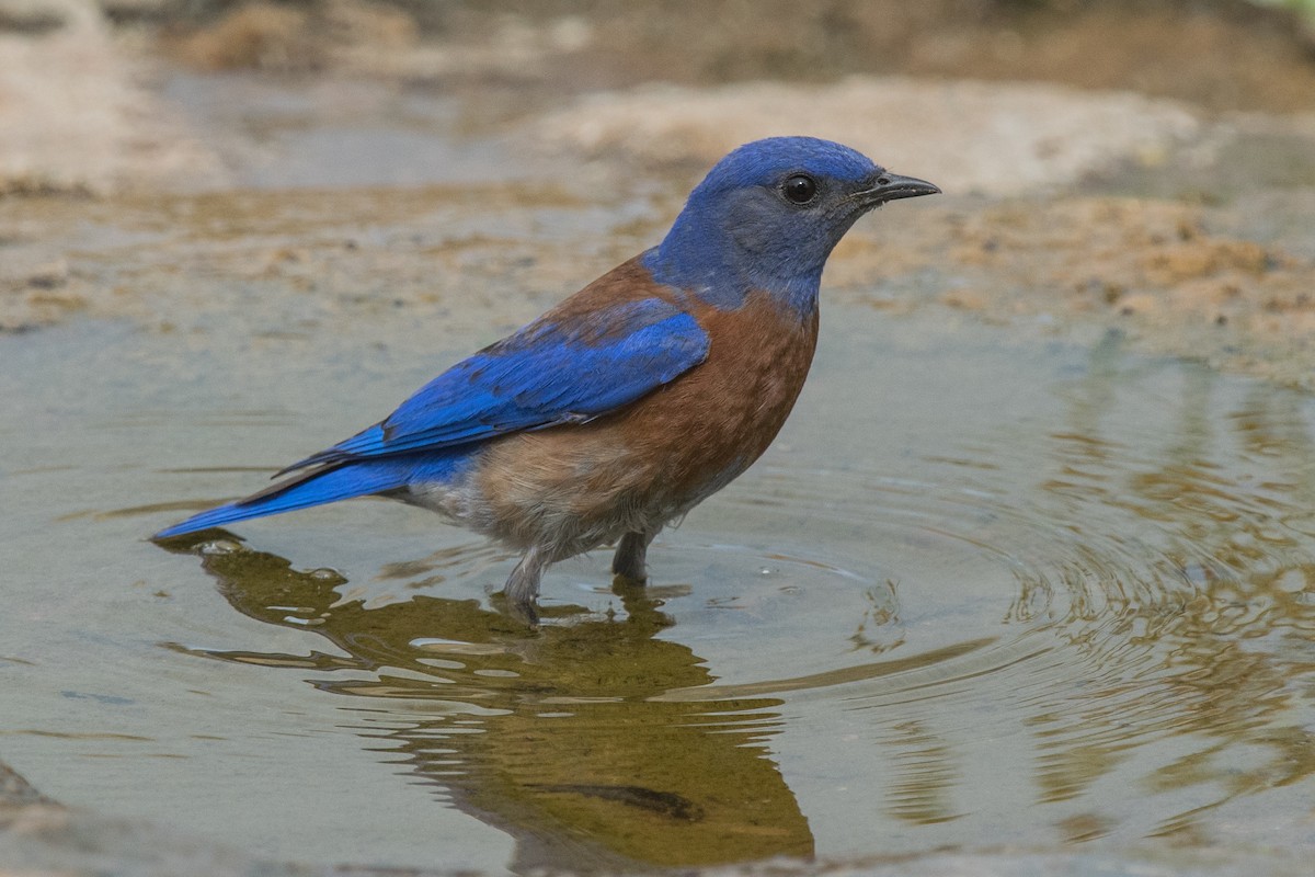 Western Bluebird - ML56964651