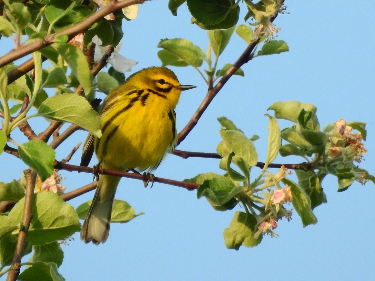 Prairie Warbler - ML569646901