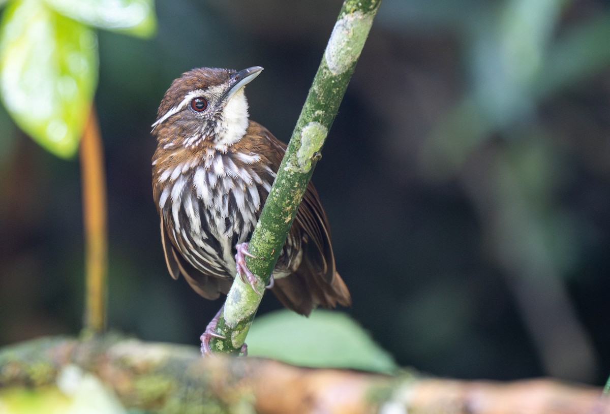 Striated Wren-Babbler (mindanensis/basilanica) - ML569647001