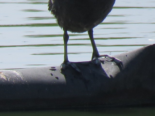 American Coot - ML569647141