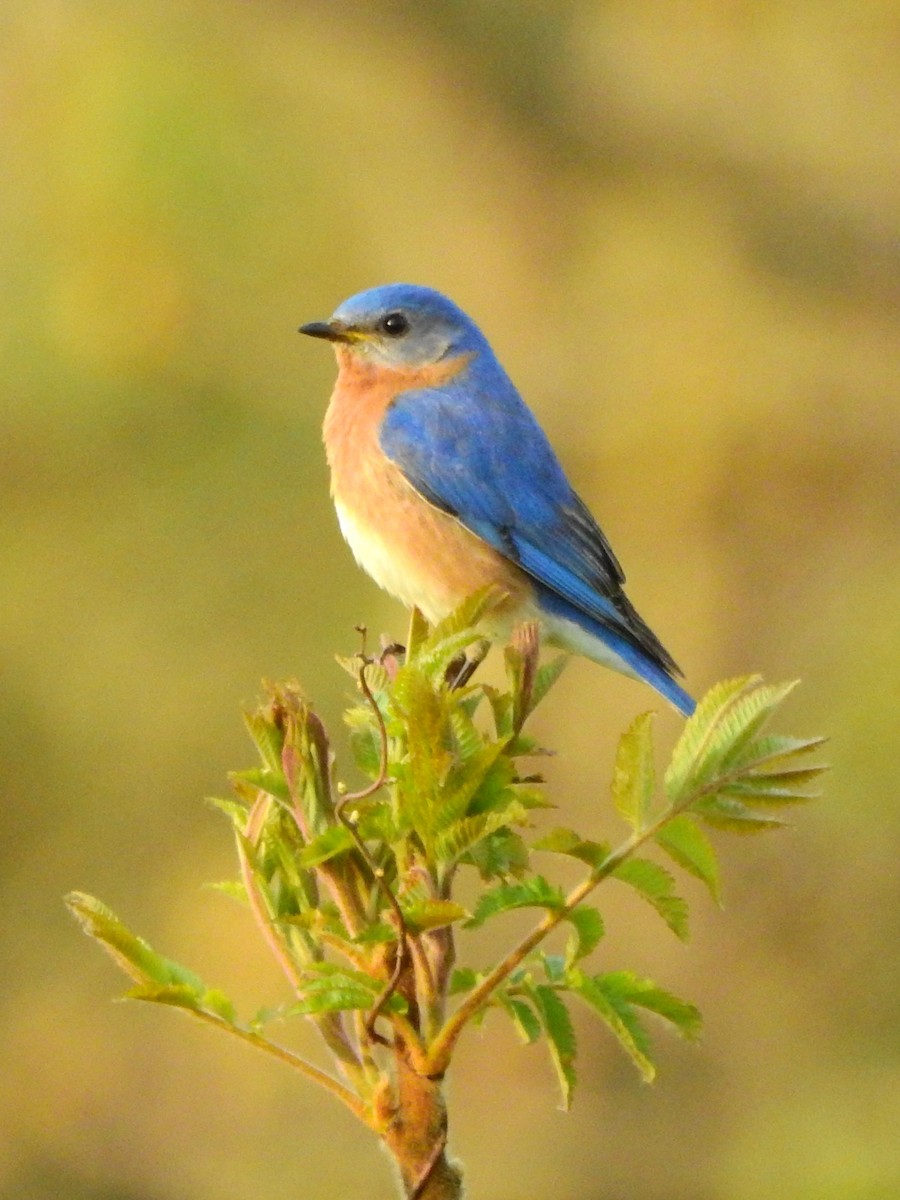 Eastern Bluebird - ML569647811