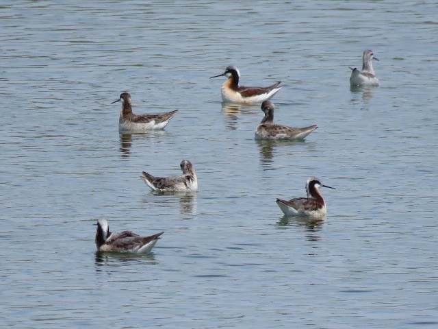 Wilson's Phalarope - ML569647831