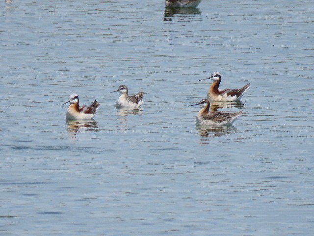 Wilson's Phalarope - ML569648051