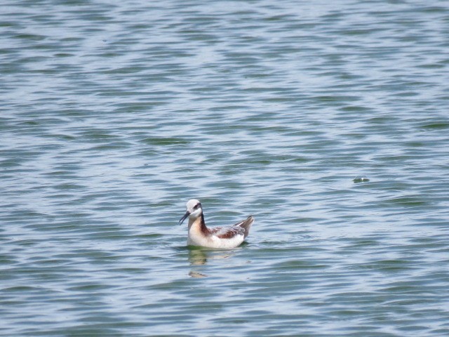 Wilson's Phalarope - ML569648251