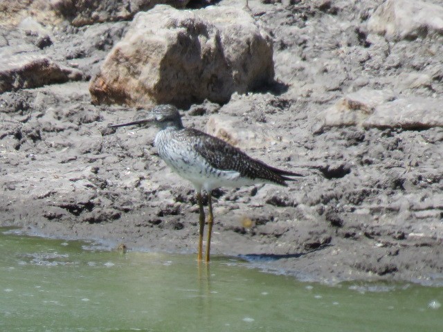 Lesser/Greater Yellowlegs - ML569648851