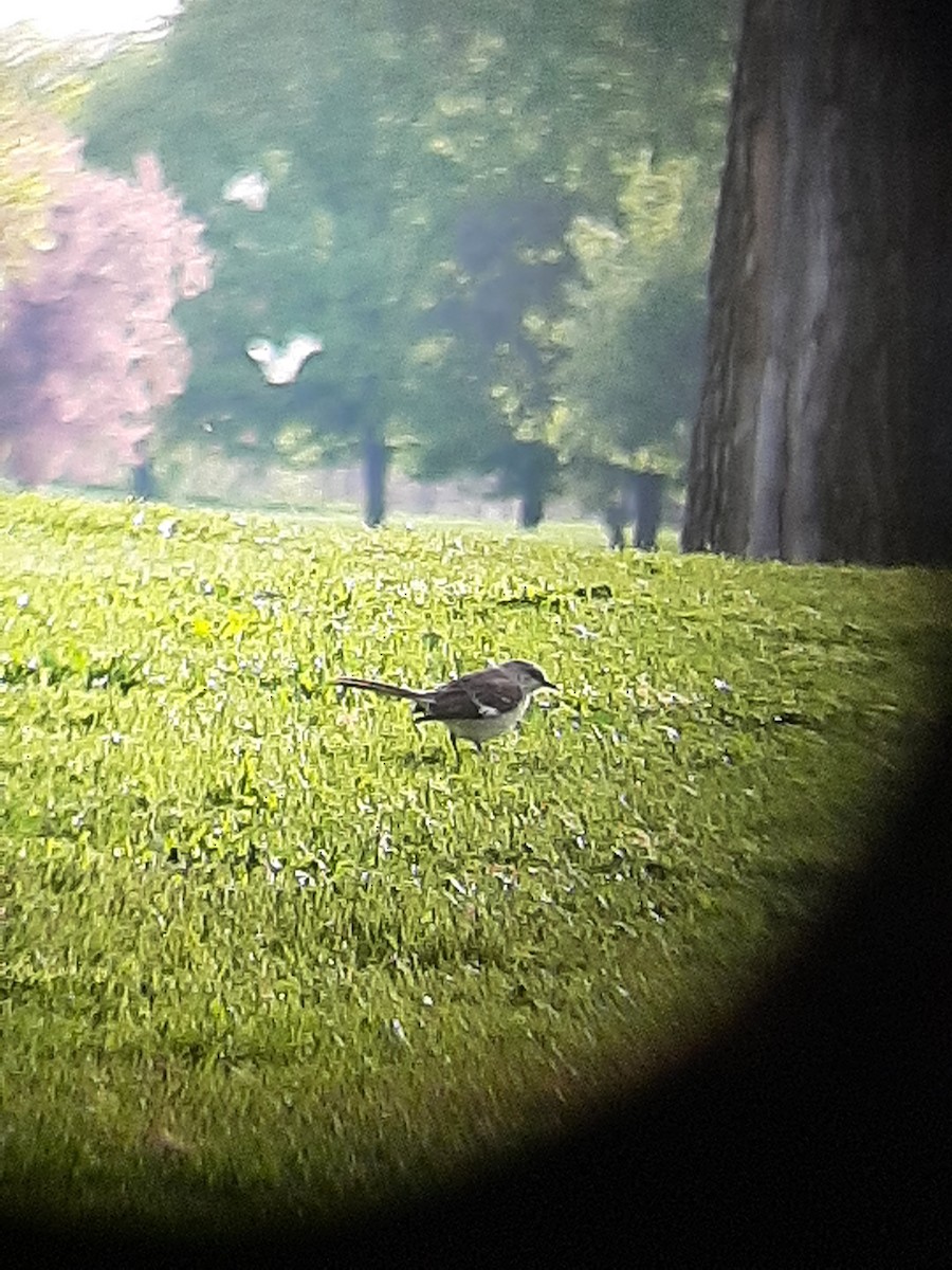 Northern Mockingbird - ML569649731