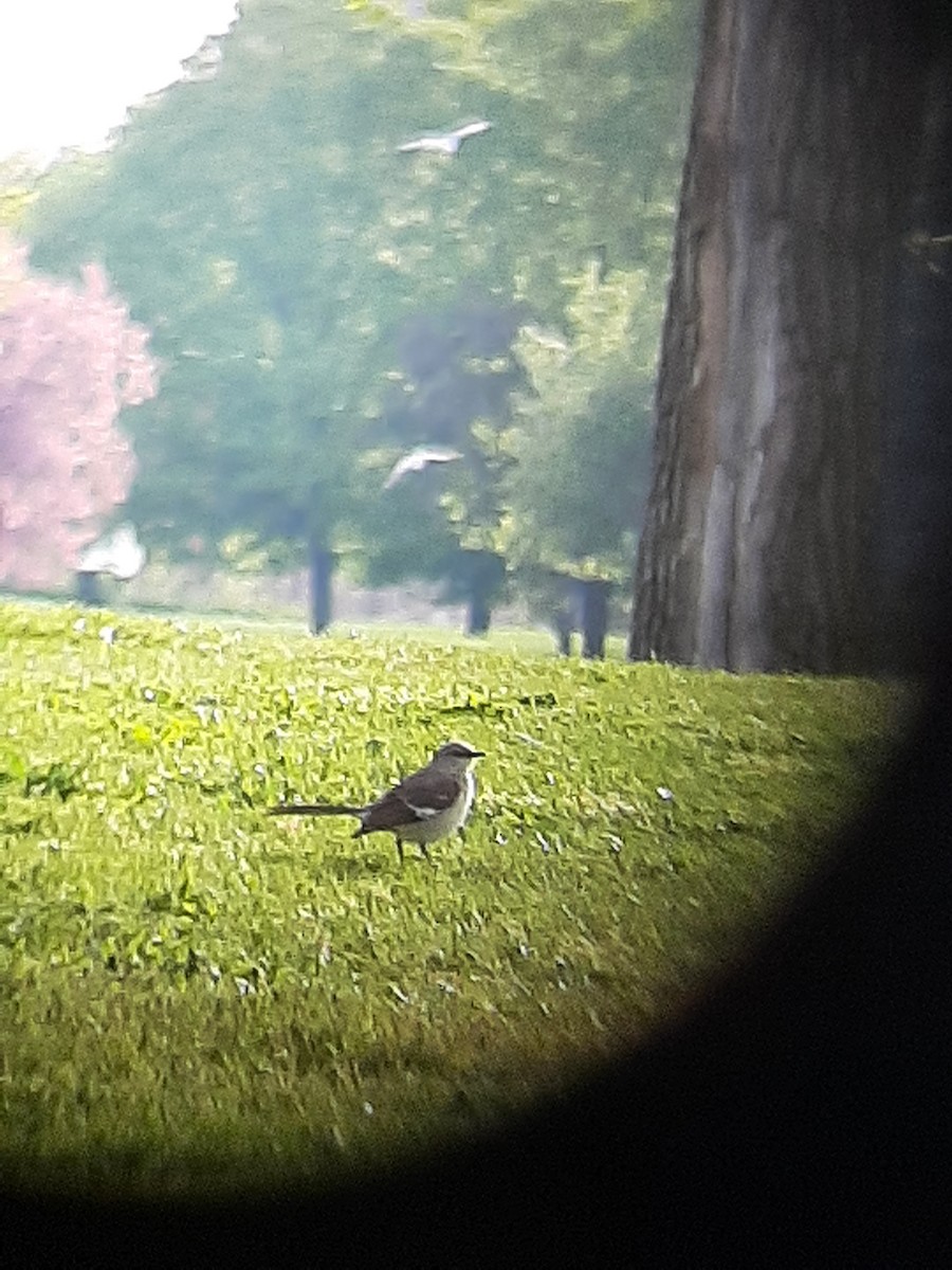 Northern Mockingbird - ML569649771