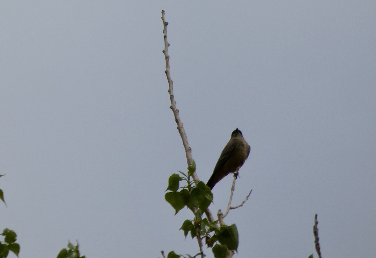 Olive-sided Flycatcher - Dan Zmolek