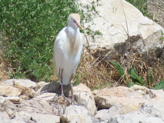 Western Cattle-Egret - ML569649861