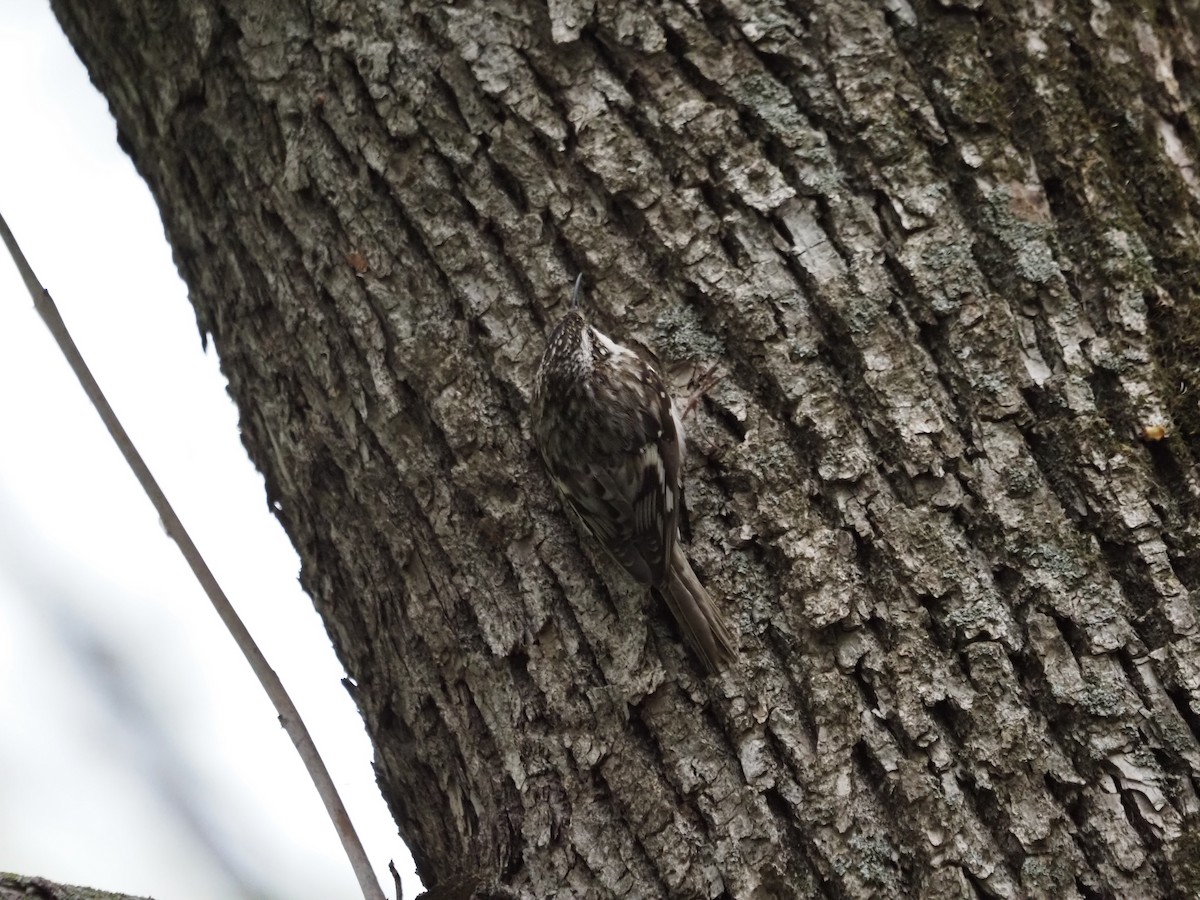 Brown Creeper - ML569650121