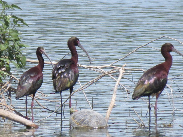 Ibis à face blanche - ML569650181