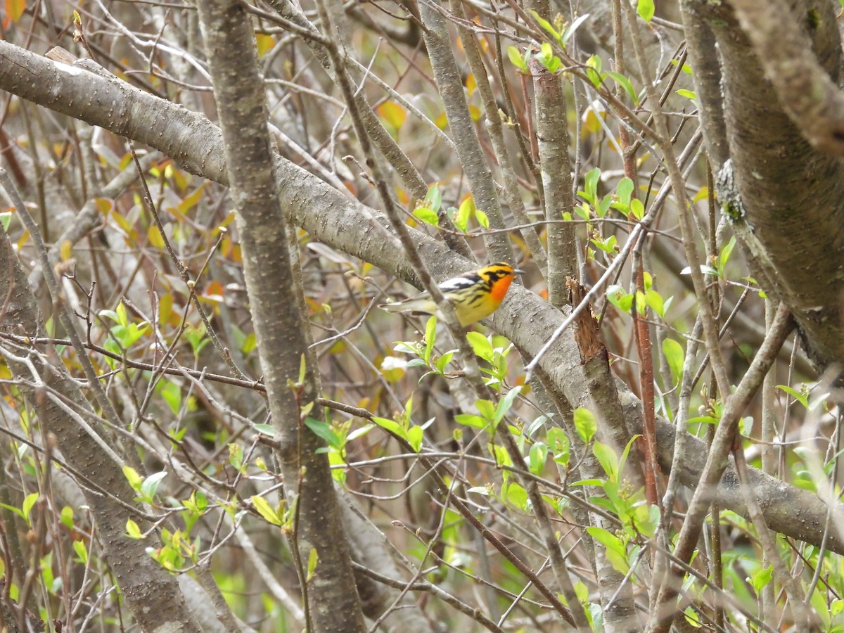 Blackburnian Warbler - Tristan Phillips