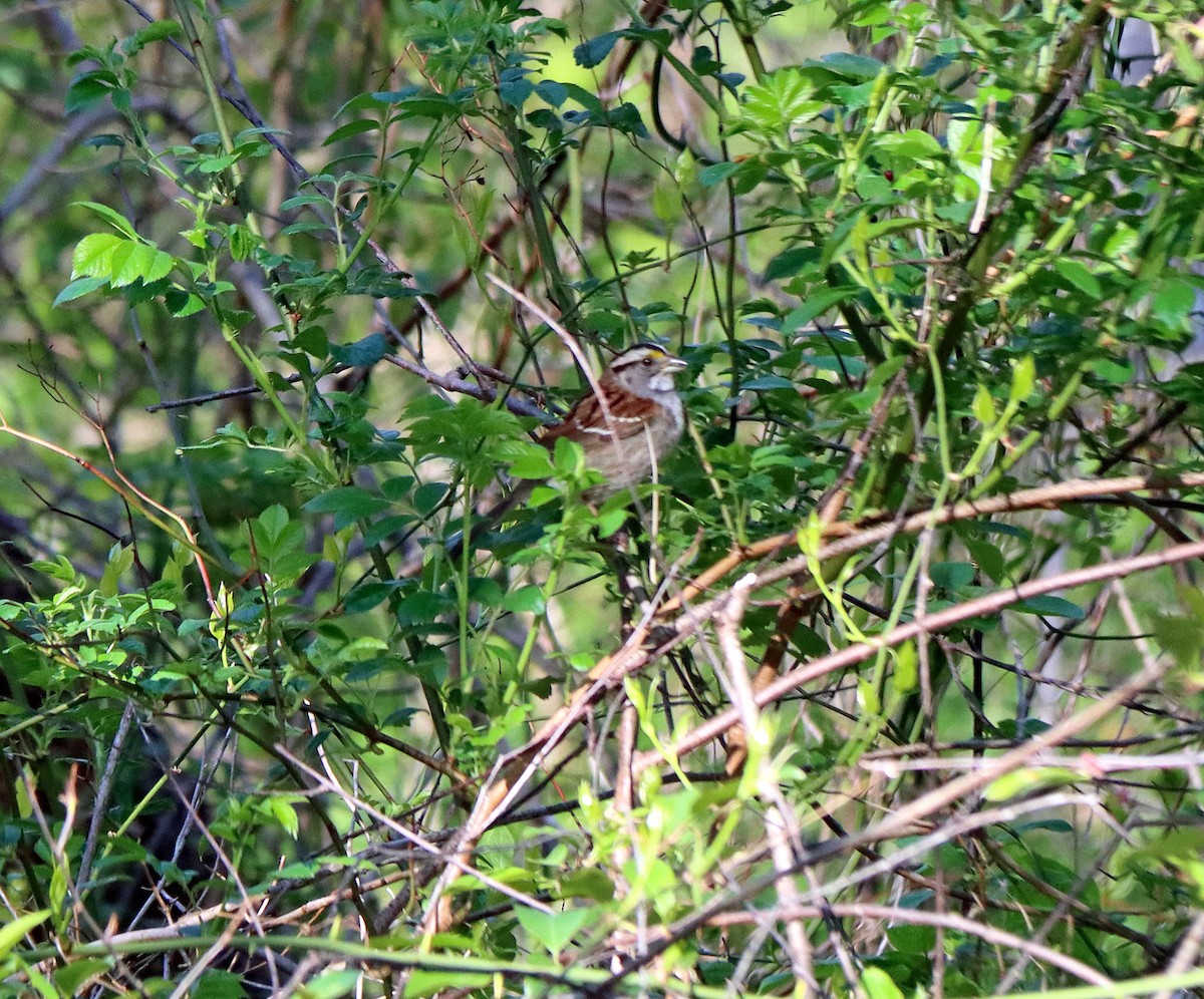 White-throated Sparrow - ML569651261