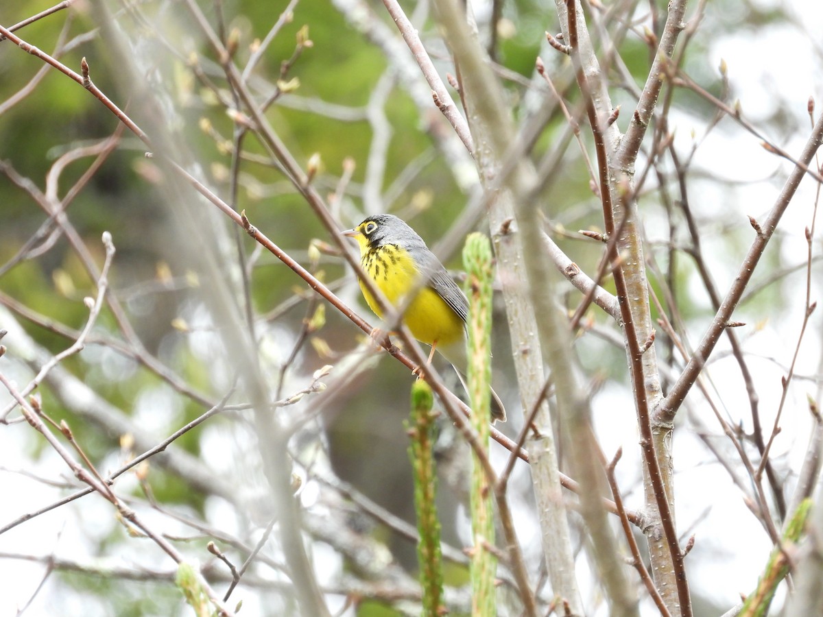 Canada Warbler - Tristan Phillips