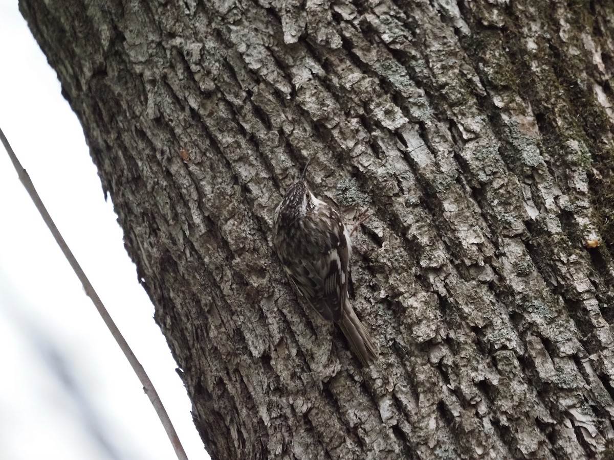 Brown Creeper - ML569651431