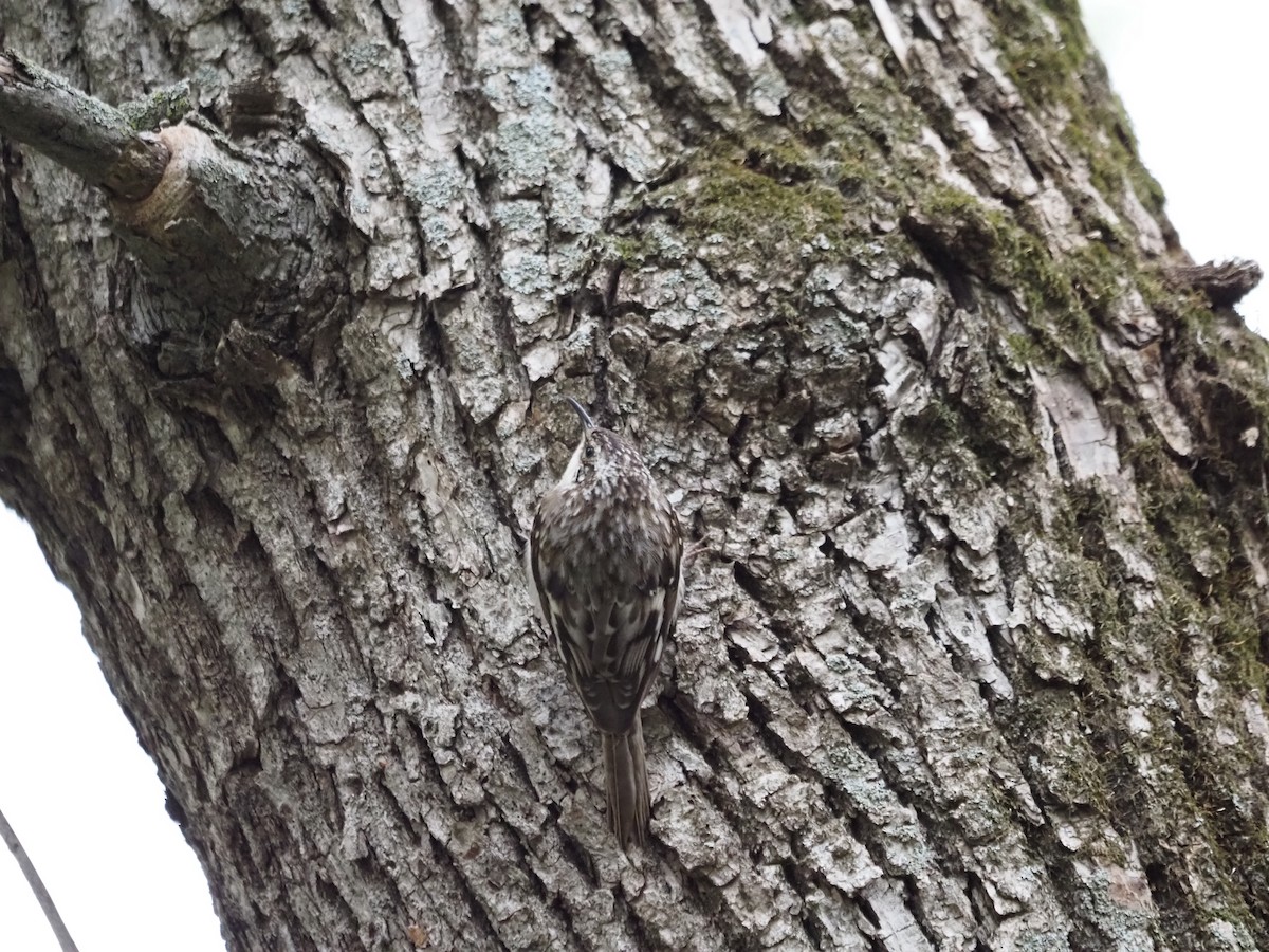 Brown Creeper - ML569651501