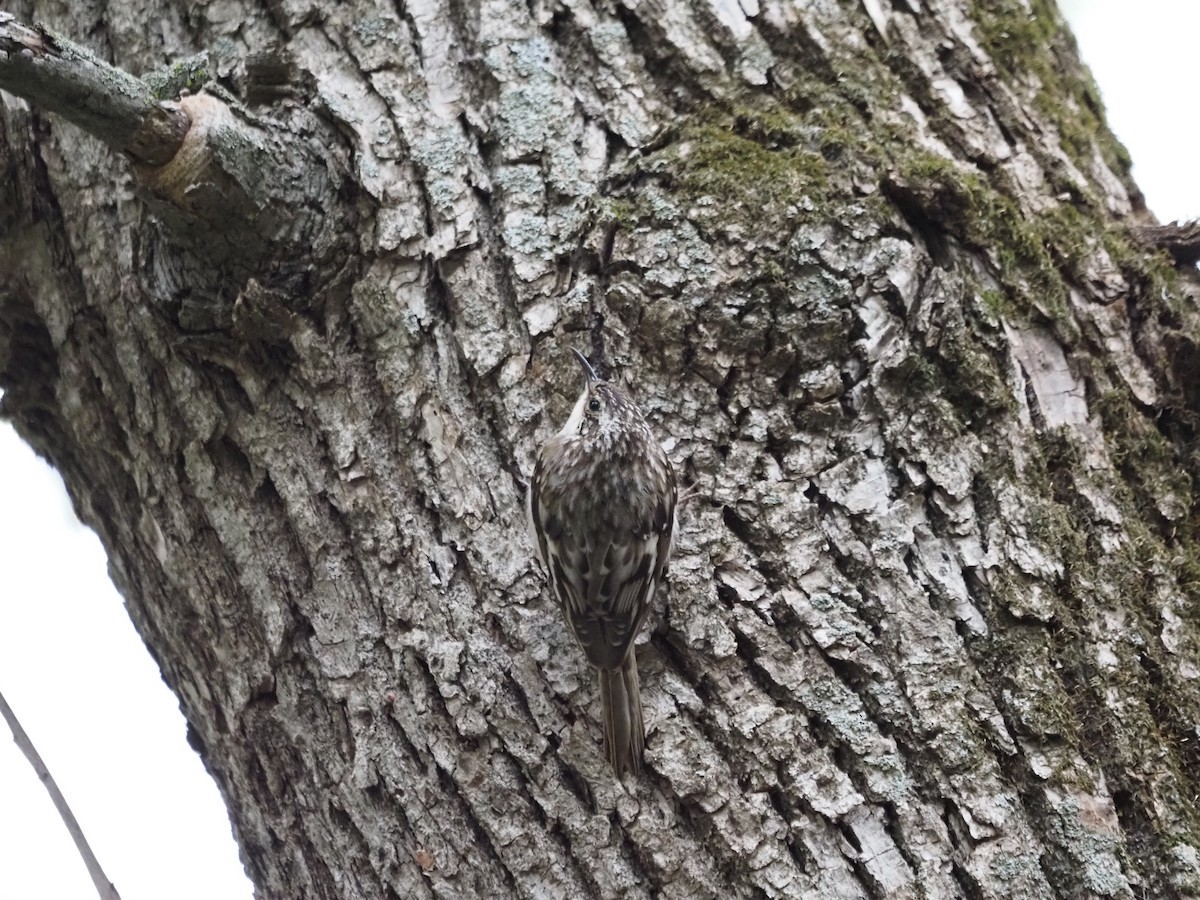 Brown Creeper - ML569651711