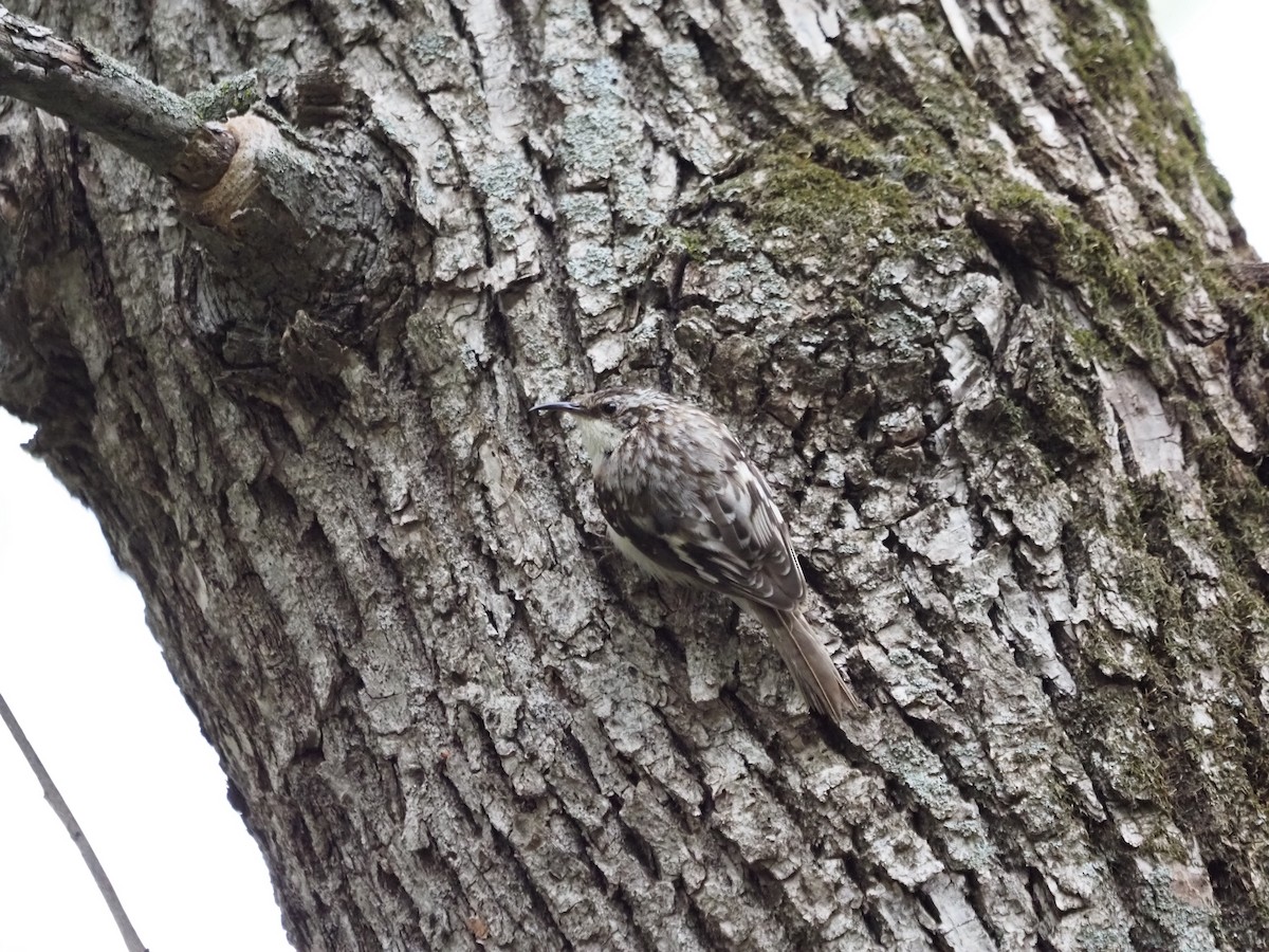 Brown Creeper - ML569651811