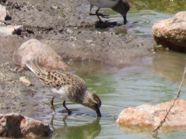 Least Sandpiper - ML569652171