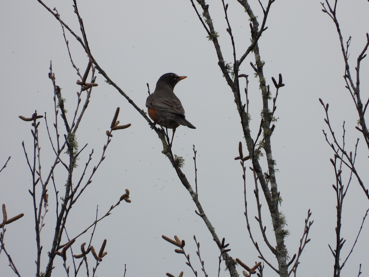 American Robin - Tristan Phillips