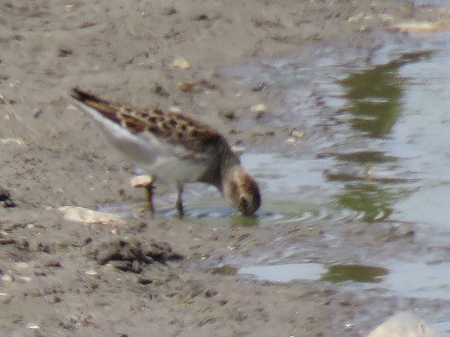 White-rumped Sandpiper - ML569652341