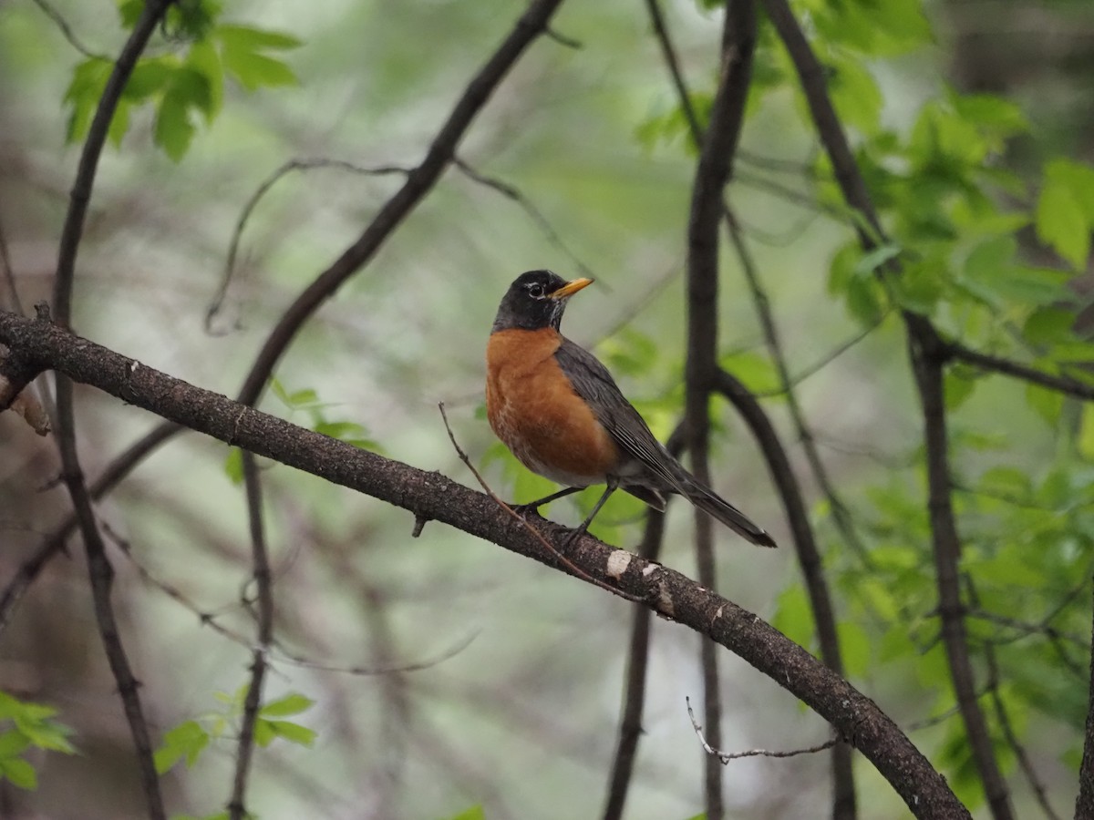 American Robin - ML569652511