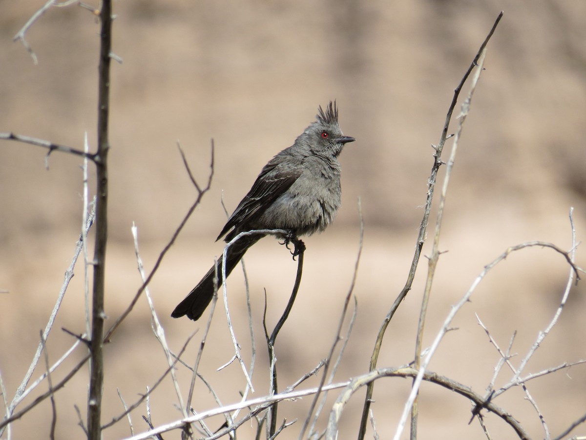 Phainopepla - Rachel LeBlanc