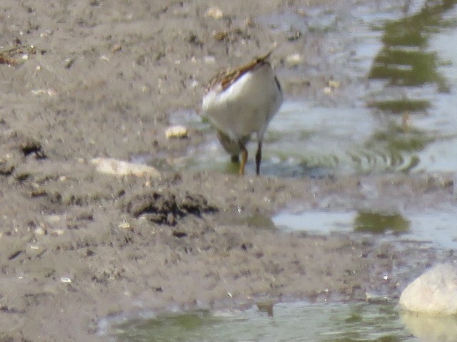 Bécasseau à croupion blanc - ML569653651