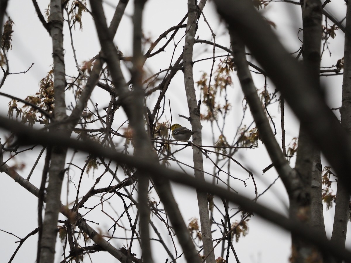 Yellow-throated Vireo - ML569655161