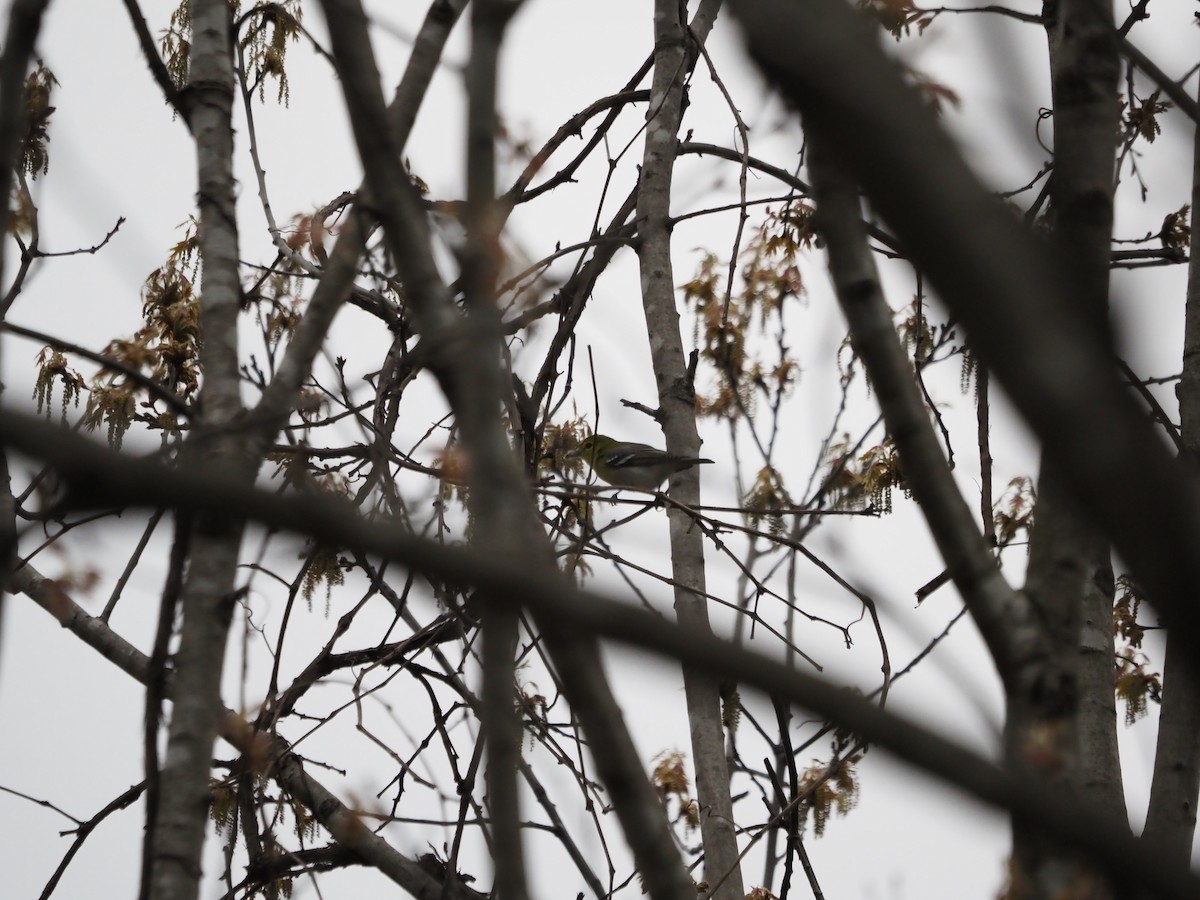 Yellow-throated Vireo - ML569655651