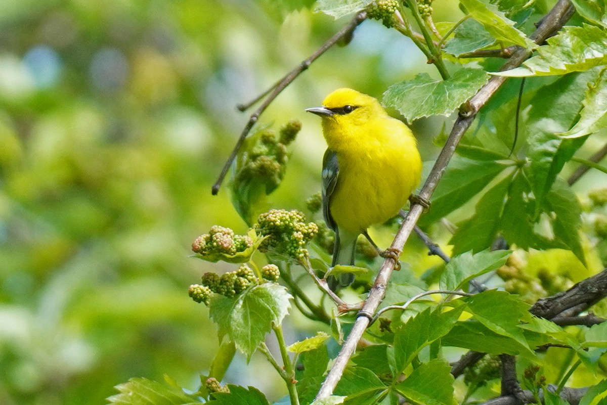 Blue-winged Warbler - ML569655891