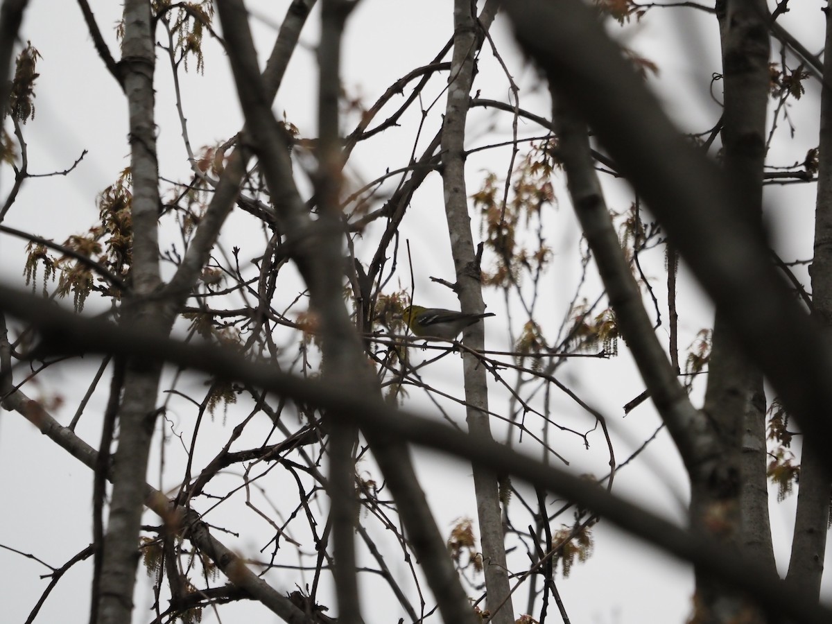 Yellow-throated Vireo - ML569656271