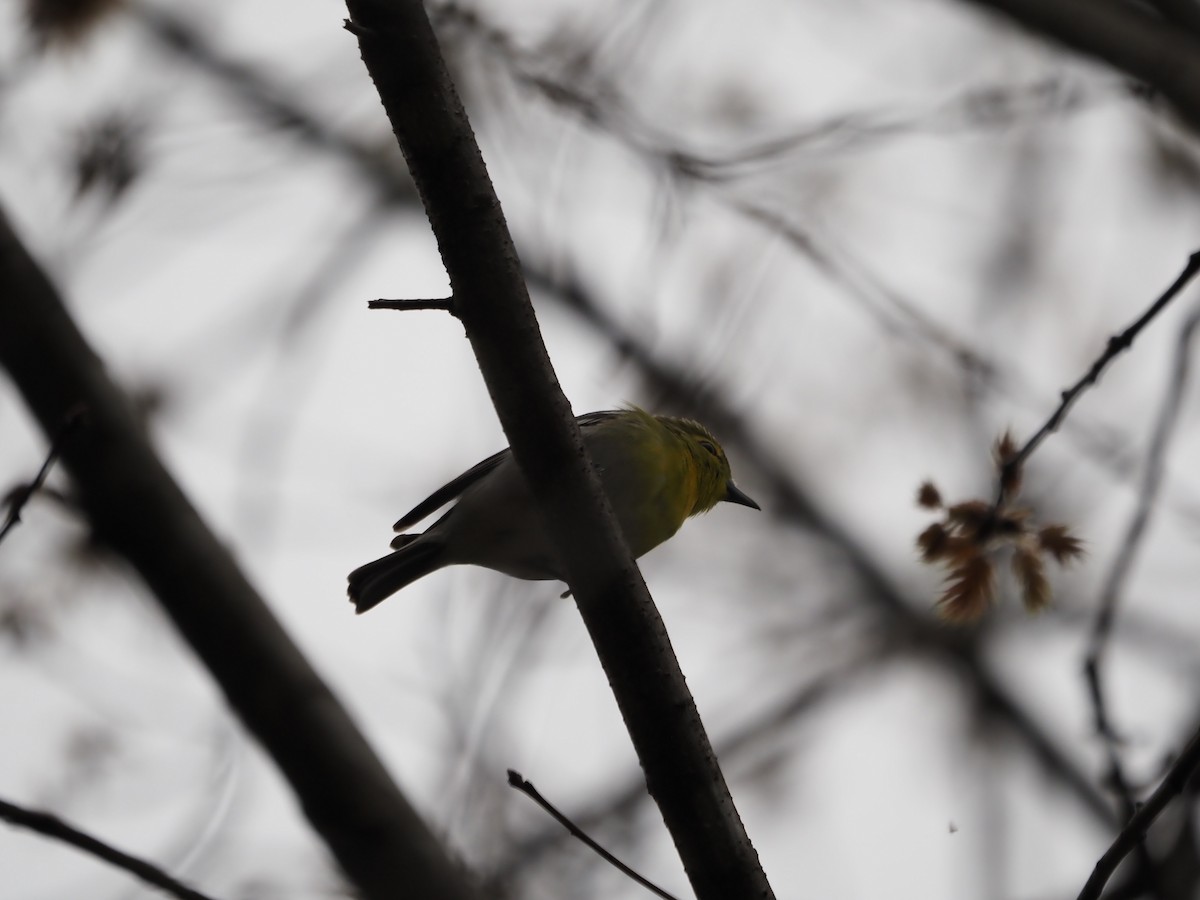 Yellow-throated Vireo - ML569656841