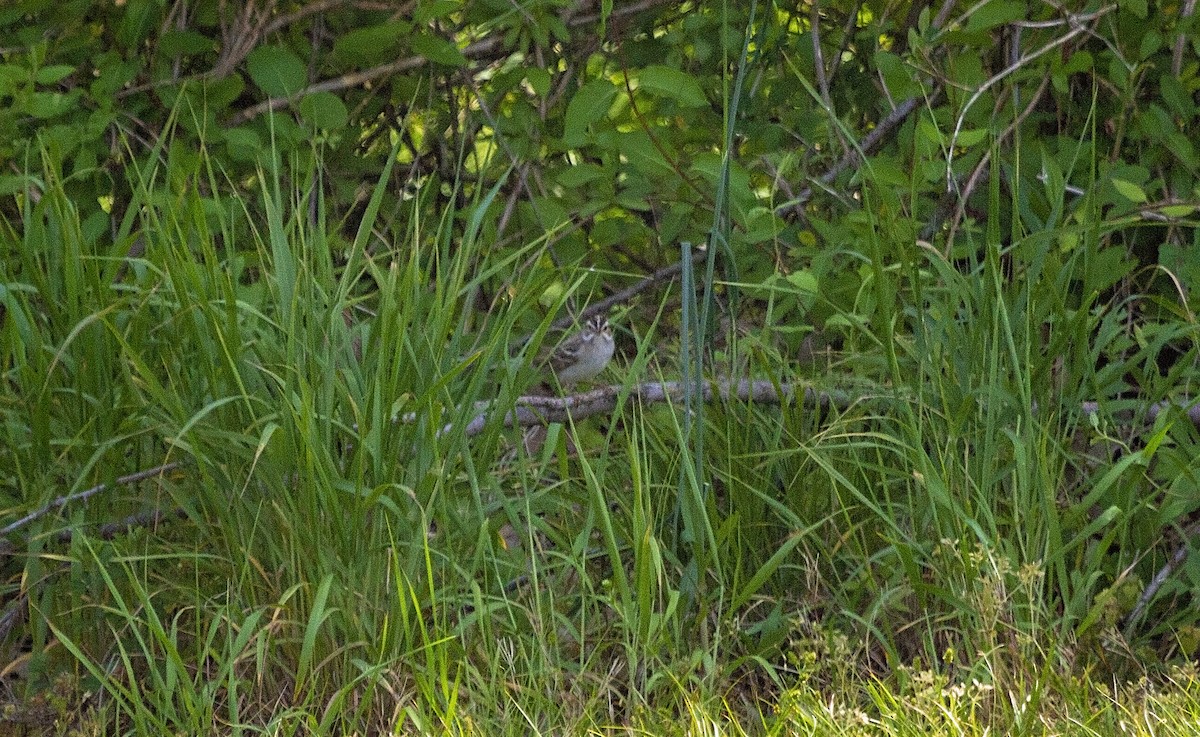 Clay-colored Sparrow - ML569656931