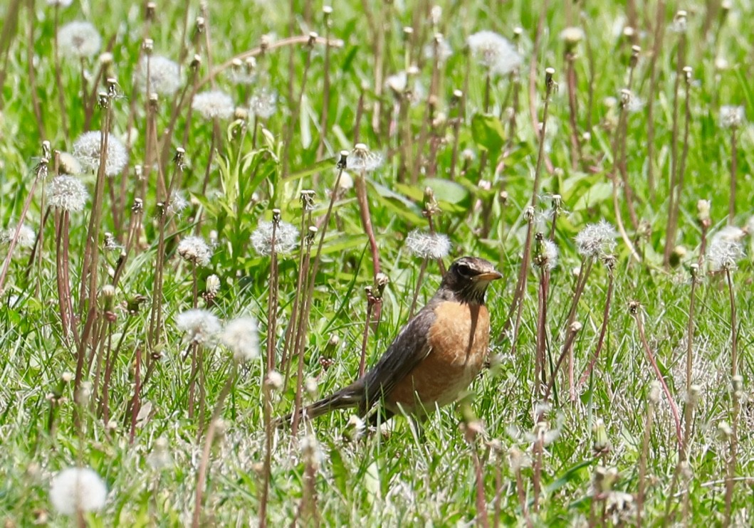 American Robin - ML569657761